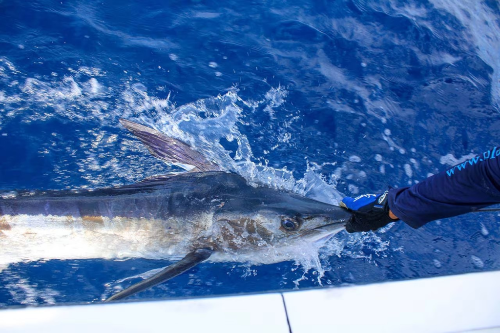 Chasing Trophy Billfish: Why Cabo San Lucas Marlin Fishing Is World-Renowned
