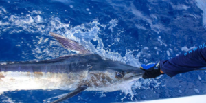 Chasing Trophy Billfish: Why Cabo San Lucas Marlin Fishing Is World-Renowned