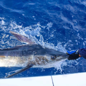 Chasing Trophy Billfish: Why Cabo San Lucas Marlin Fishing Is World-Renowned